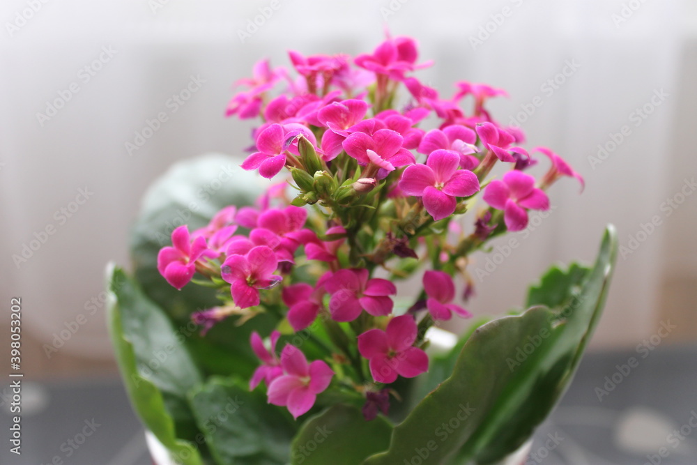 pink kalanchoe blossoming pink kalanchoe blossoming