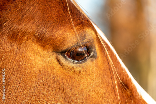 A Horse Portrait Focusing on a Single Brown Eye. High quality photo © Bjorn B