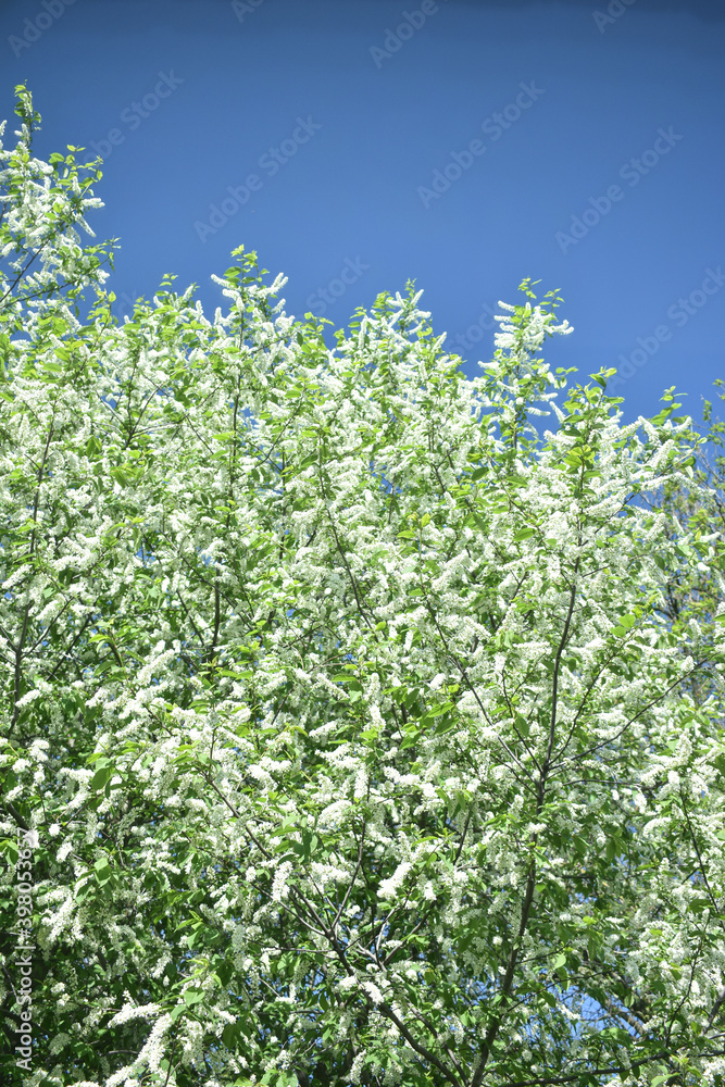 trees bloom and bloom in spring trees bloom and bloom in spring