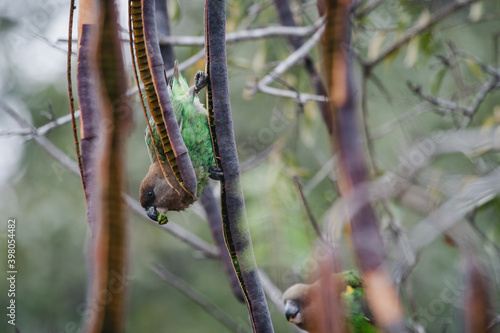 Wild safari animals - Brown-headed parrot