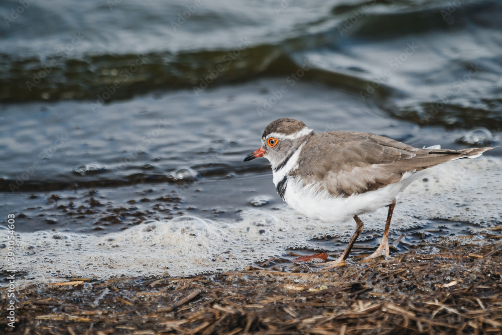 Wild safari animals - Three Banded Plover Wild safari animals - Three Banded Plover