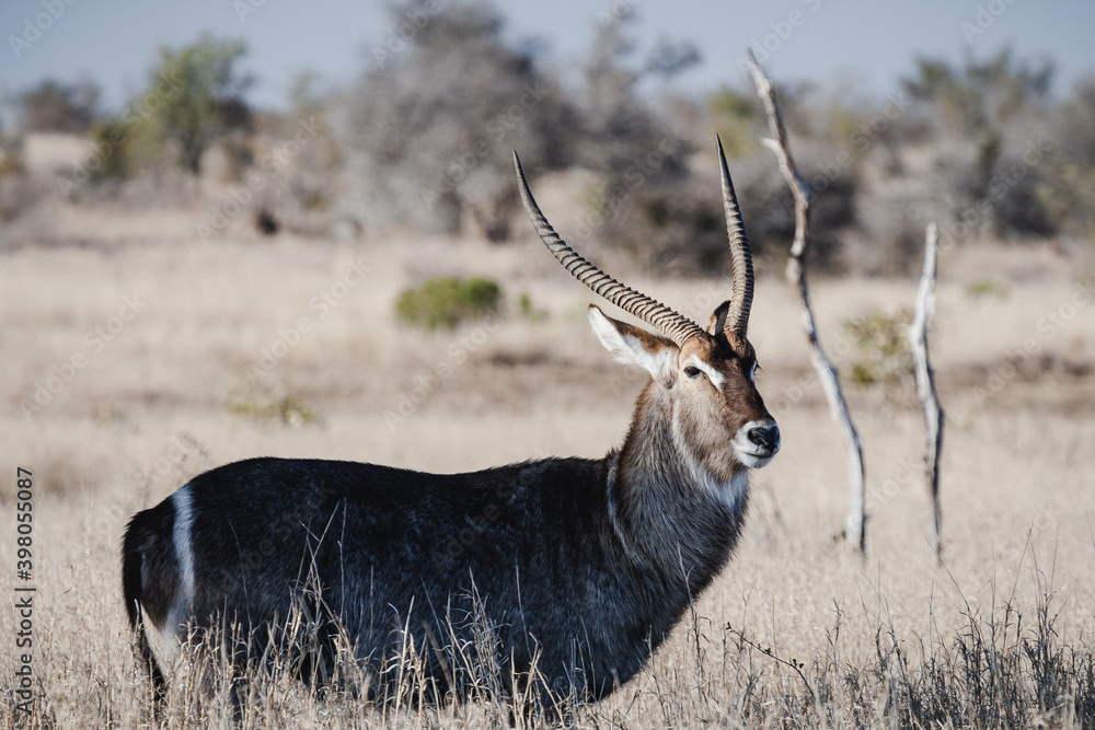 Wild safari animals - Waterbuck Wild safari animals - Waterbuck