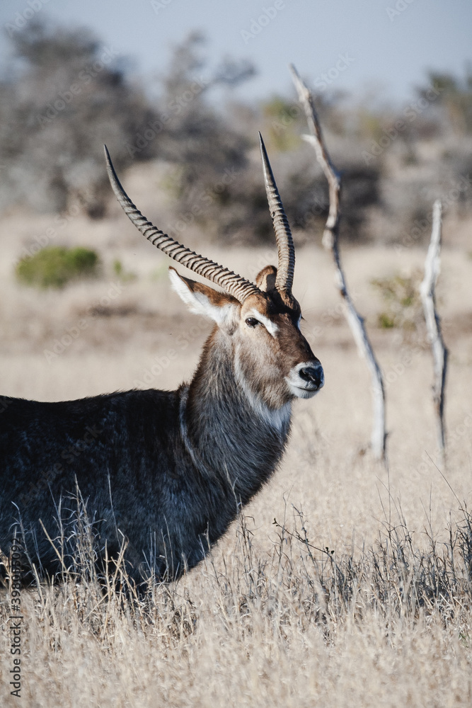 Wild safari animals - Waterbuck Wild safari animals - Waterbuck