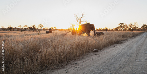 Photography Wild safari animals - Elephant