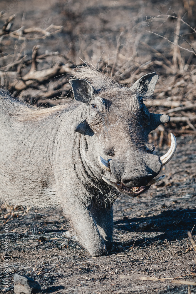 Fototapeta premium Wild safari animals - Warthog