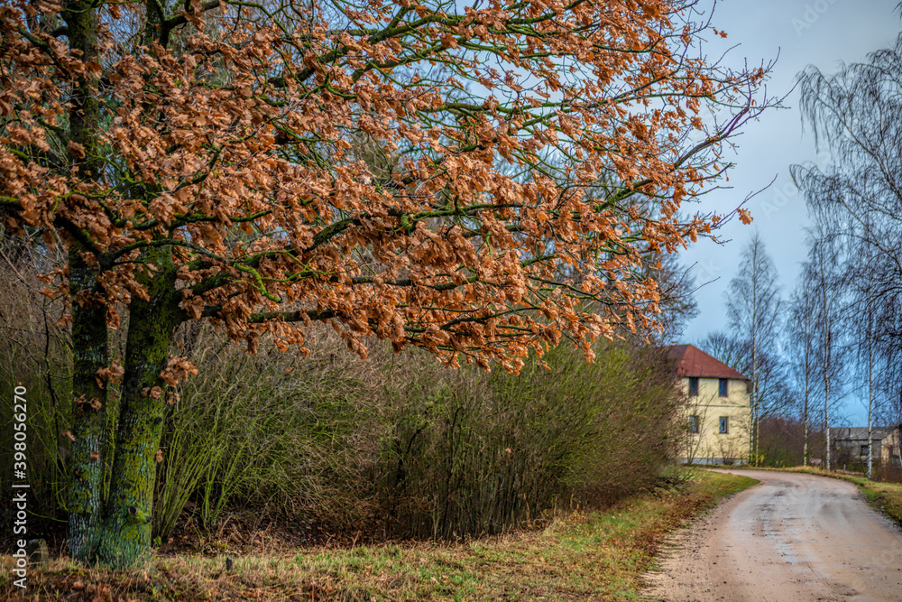 Fototapeta premium autumn in the village