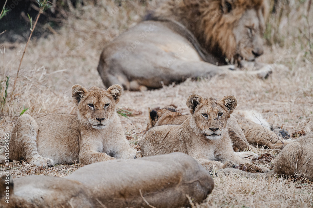 Wild safari animals - Lion family in the Kruger National Park, South Africa Wild safari animals - Lion family in the Kruger National Park, South Africa