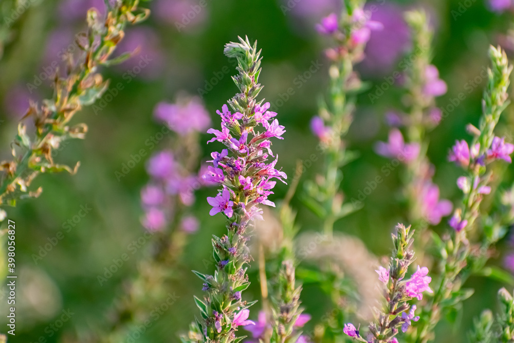 A variety of field plants and flowers in close-up. On stems and twigs with green leaves at different times of the year. Natural bouquets and useful herbs for folk medicine A variety of field plants and flowers in close-up. On stems and twigs with green leaves at different times of the year. Natural bouquets and useful herbs for folk medicine