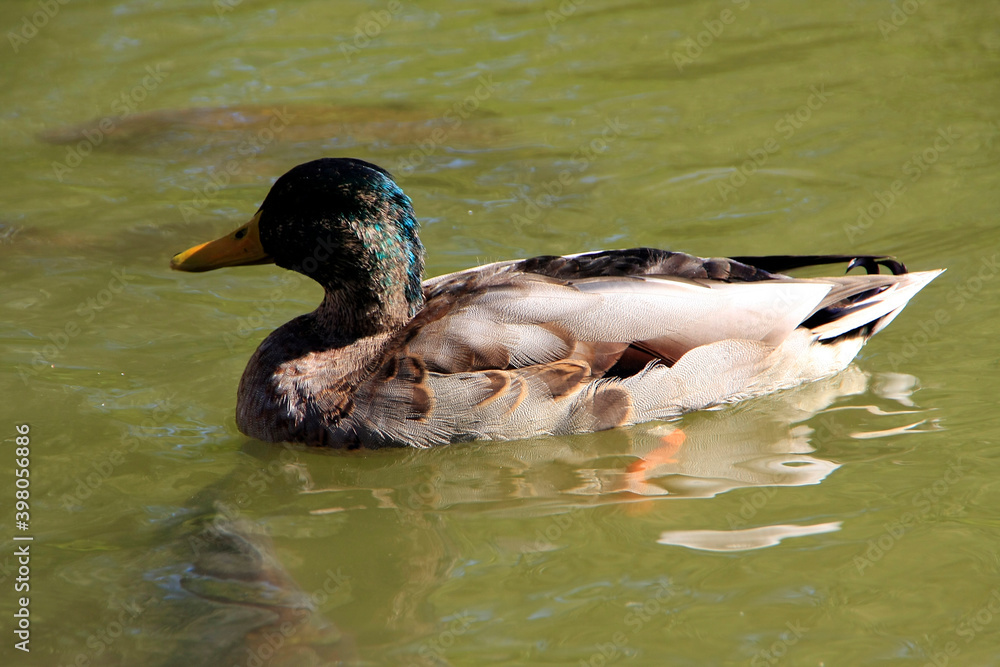 Eine männliche Stockente (Anas platyrhynchos) auf einem Teich. Geisa, Rhön, Thüringen, Deutschland, Europa Eine männliche Stockente (Anas platyrhynchos) auf einem Teich. Geisa, Rhön, Thüringen, Deutschland, Europa