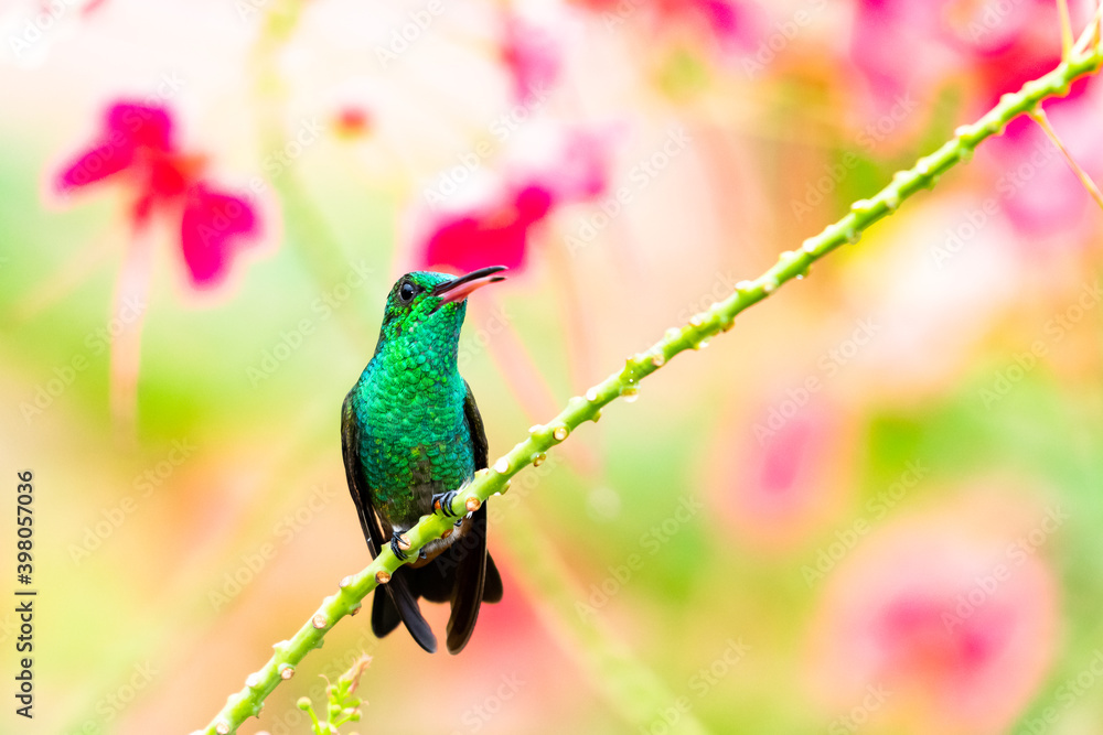 Fototapeta premium A Copper-rumped hummingbird perching with a colorful floral background. tropical bird in a garden. Bird perching with blurred background. Hummingbird chirping.