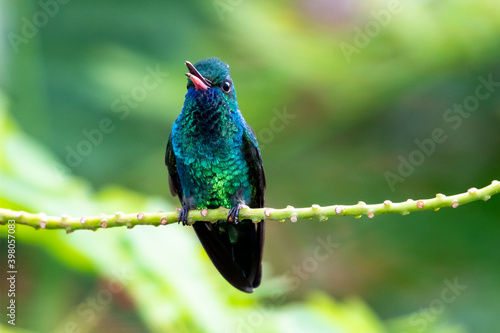 Photography A Blue-chinned Sapphire chirping on a perch looking at camera