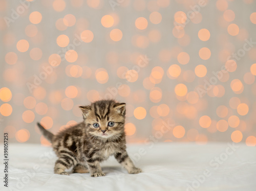 Cute tabby kitten stands and looks at camera on festive background. Empty space for text © Ermolaev Alexandr
