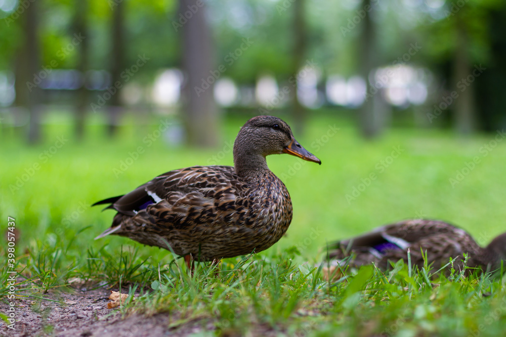 Female duck standing on the grass in park. Female duck standing on the grass in park.