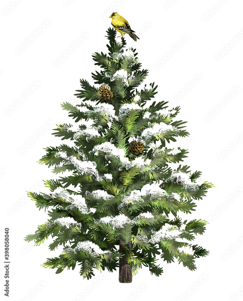 Fototapeta premium Pine tree with snow, cones and bird. Christmas tree with frost. Realistic spruce tree.