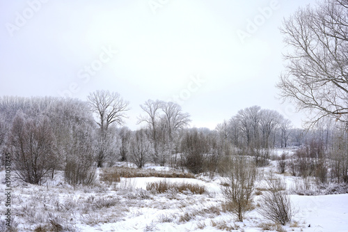 Snow-covered forest in early winter.