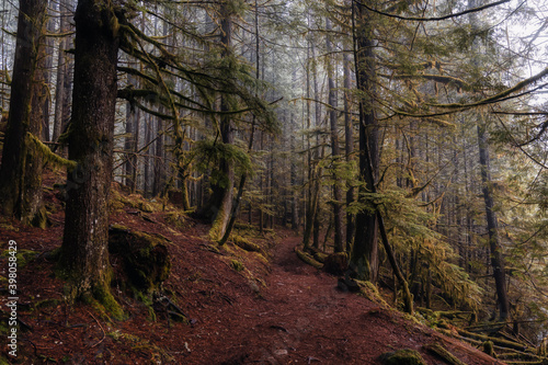 Mystical View of the Trail in Rain Forest during a foggy and rainy Fall Season. Alice Lake Provincial Park  Squamish  North of Vancouver  British Columbia  Canada.