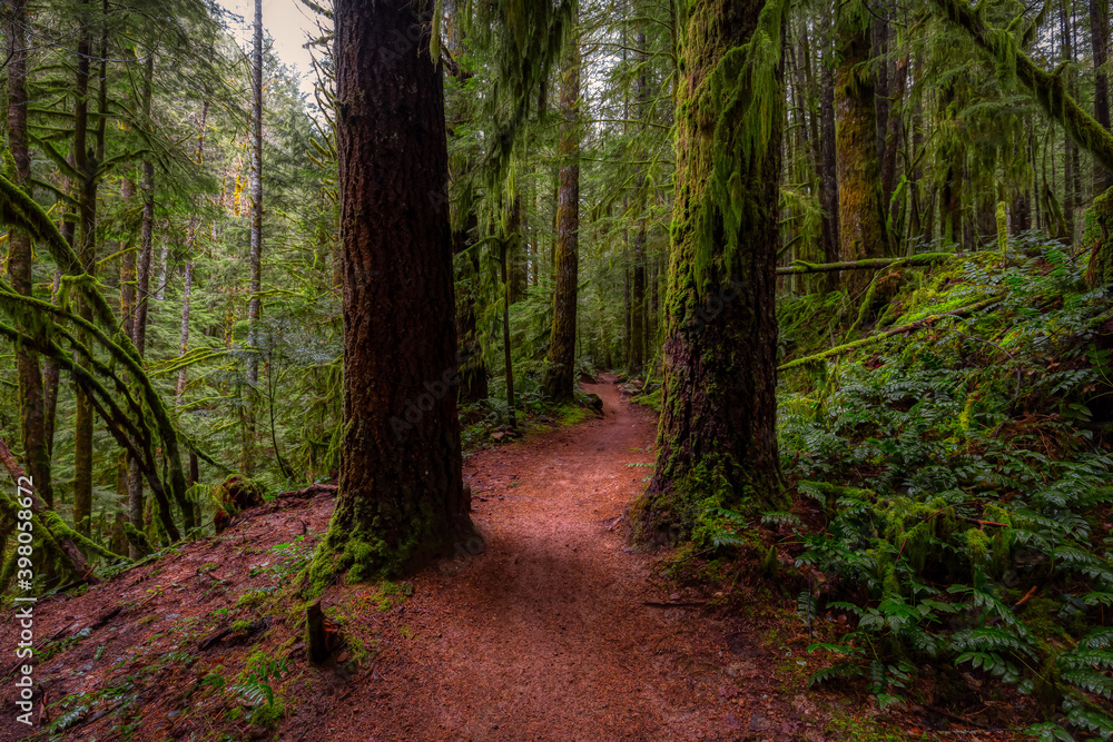 Fototapeta premium Mystical View of the Trail in Rain Forest during a foggy and rainy Fall Season. Alice Lake Provincial Park, Squamish, North of Vancouver, British Columbia, Canada.
