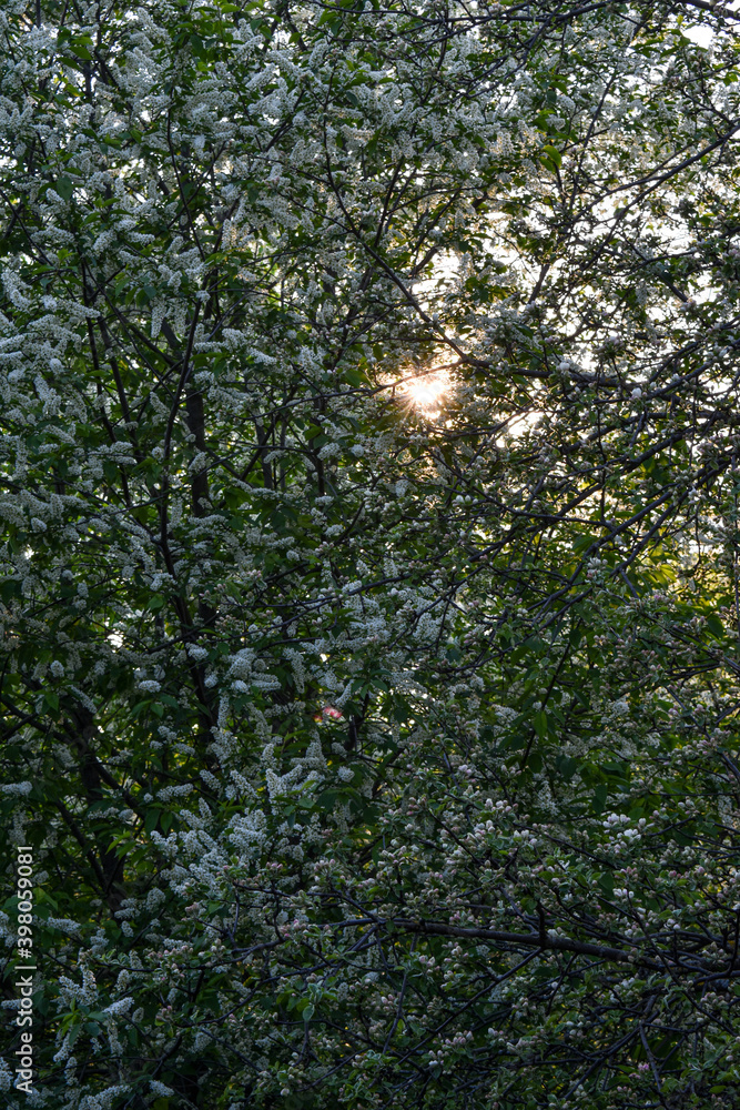 Fototapeta premium trees bloom and bloom in spring