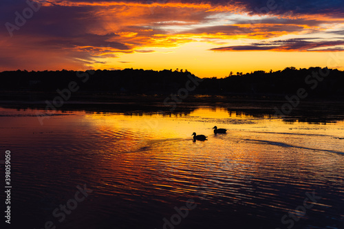 silhouette Ducks