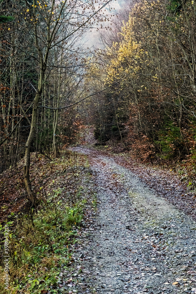 Footpath in coniferous forest, Big Fatra mountains, Slovakia