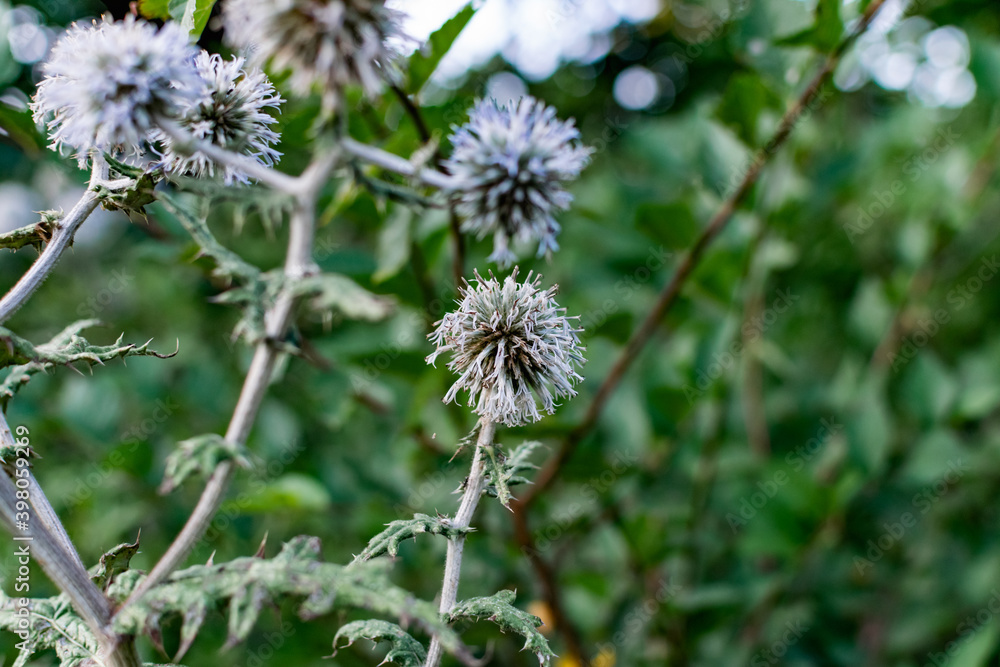 A variety of field plants and flowers in close-up. On stems and twigs with green leaves at different times of the year. Natural bouquets and useful herbs for folk medicine A variety of field plants and flowers in close-up. On stems and twigs with green leaves at different times of the year. Natural bouquets and useful herbs for folk medicine