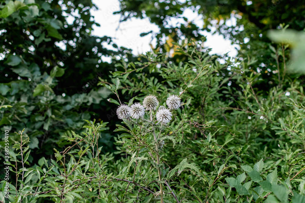 A variety of field plants and flowers in close-up. On stems and twigs with green leaves at different times of the year. Natural bouquets and useful herbs for folk medicine A variety of field plants and flowers in close-up. On stems and twigs with green leaves at different times of the year. Natural bouquets and useful herbs for folk medicine