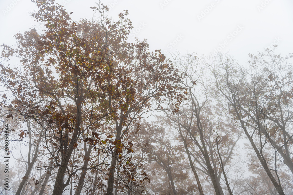 Looking up low angle view on trees branches in morning fog, foggy weather on Cedar Cliffs hiking trail in Wintergreen Resort ski town, Virginia Looking up low angle view on trees branches in morning fog, foggy weather on Cedar Cliffs hiking trail in Wintergreen Resort ski town, Virginia