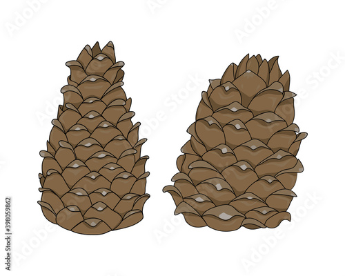 Two brown cedar cones in a cartoon style. Nature design element. Hand drawing cone. Vector illustration of pine cones.