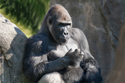 adult silver back gorilla gets a close up on a sunny day © J.A.