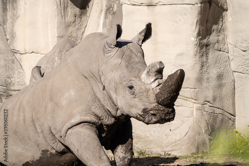 adult white rhino enjoys relaxing in the mud on a sunny day photo