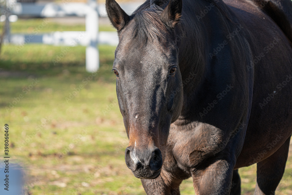 Naklejka premium horse is getting a close up portrait while looking at you
