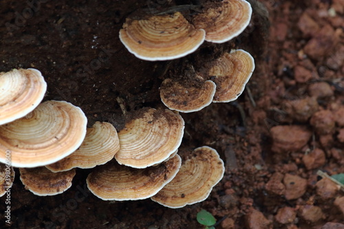Flat brown mushrooms on a tree
