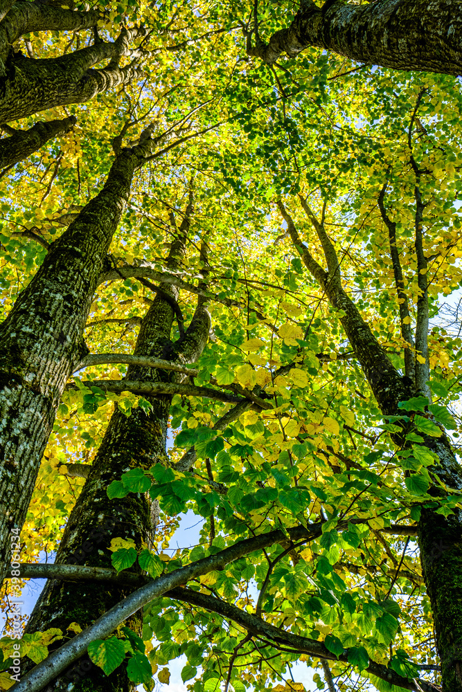 Obraz premium tree at a forest