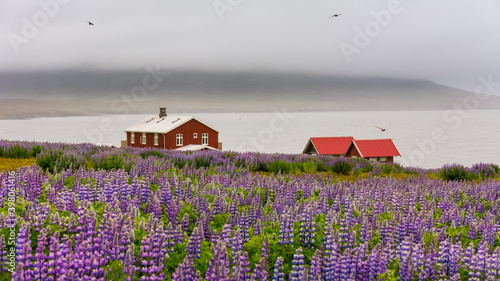 Fototapeta Naklejka Na Ścianę i Meble -  wooden houses near a field of Lupinus in Skalanes, near Seydisfjordur, Iceland during a cloudy summer day