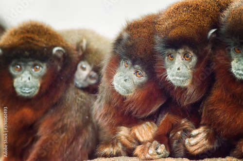  titi monkeys photo