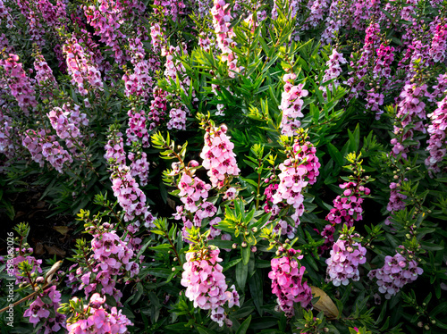 Fototapeta Naklejka Na Ścianę i Meble -  Pink flowers on a sunny day, Flora background on spring time