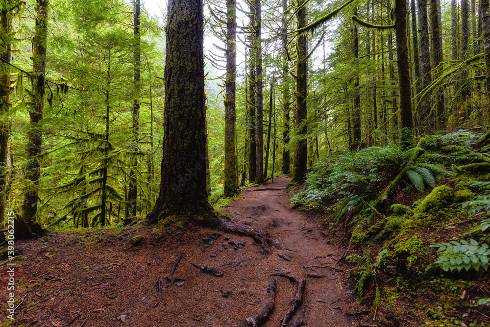 Fototapeta premium Mystical View of the Trail in Rain Forest during a foggy and rainy Fall Season. Alice Lake Provincial Park, Squamish, North of Vancouver, British Columbia, Canada.