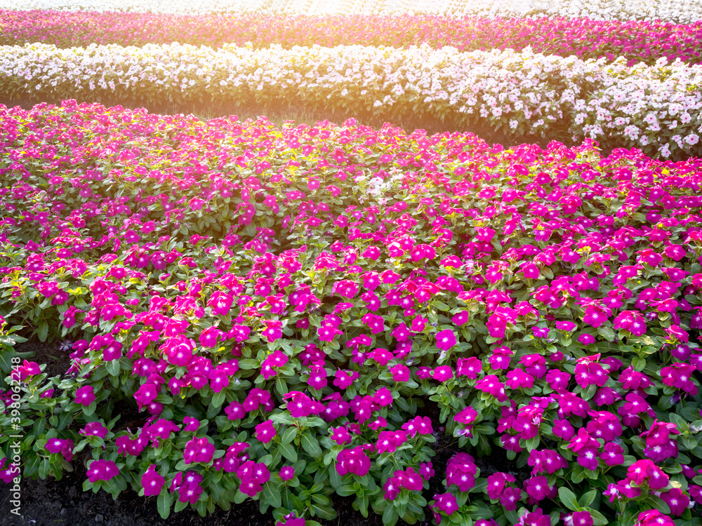 Pink flowers on a sunny day, Flora background on spring time Pink flowers on a sunny day, Flora background on spring time