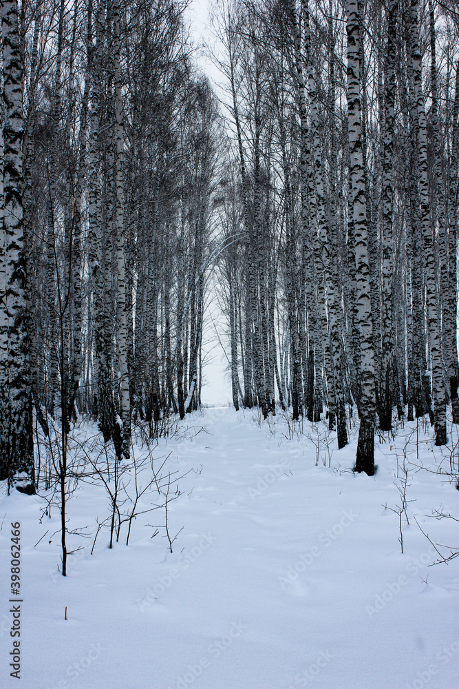 birch grove in winter