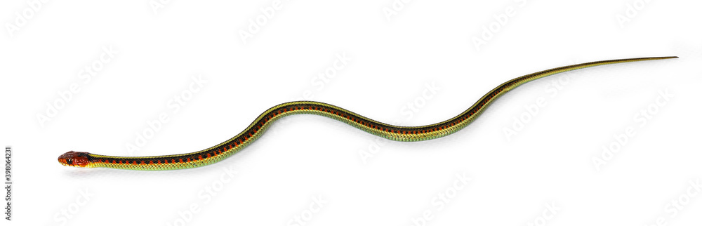 Fototapeta premium Small Common gartersnake snake aka Thamnophis sirtalis infernalis, isolated on white background.Common gartersnake on white background