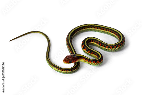 Small Common gartersnake snake aka Thamnophis sirtalis infernalis, isolated on white background.Common gartersnake on white background