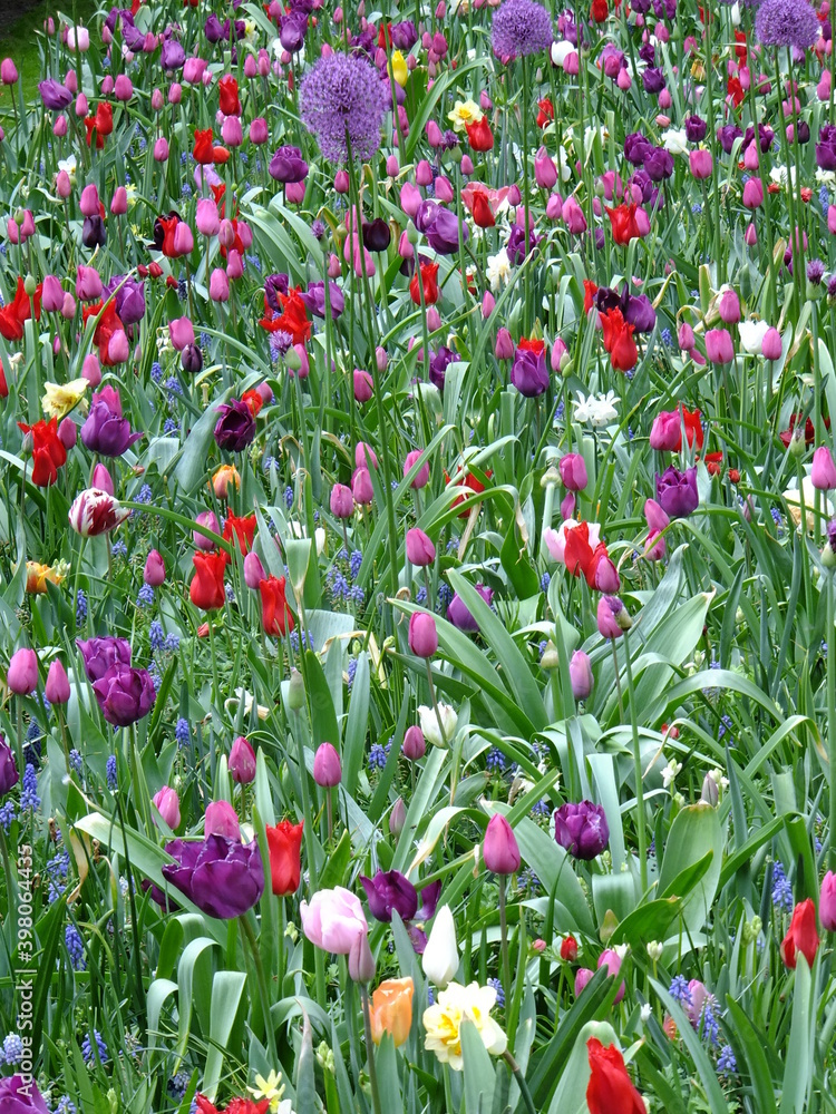 Tudor Schleurholts bloemen