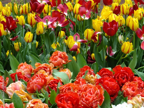 Tudor Schleurholts bloemen