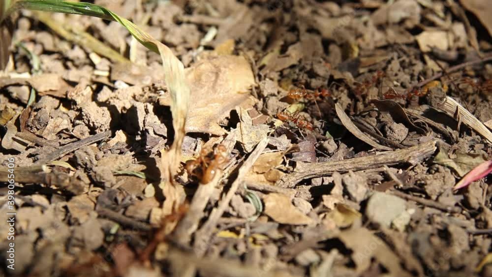 Red ants line the ground and dry leaves, dry twigs., and ants are looking for food to bring back to the nest. Red ants line the ground and dry leaves, dry twigs., and ants are looking for food to bring back to the nest.