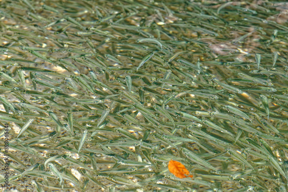 Huge school of anchovies swimming Huge school of anchovies swimming