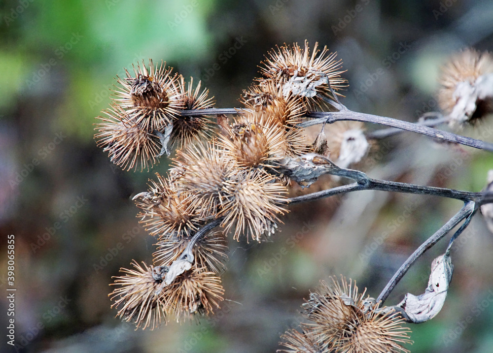 Obraz premium Kletten 