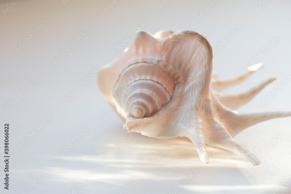 sea shell on white background sea shell on white background