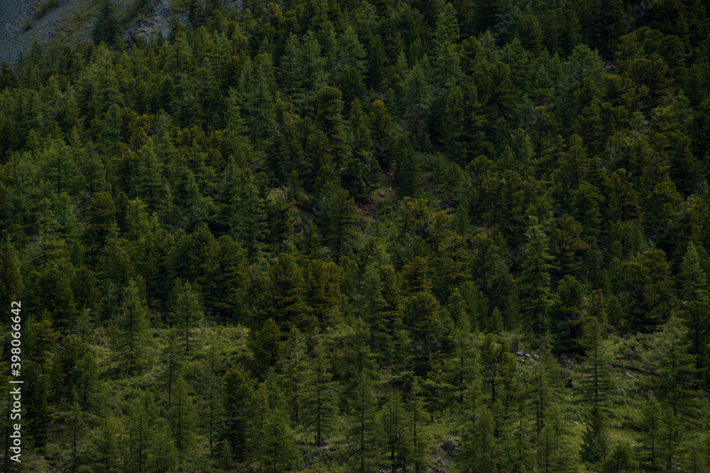 green slopes of the Altai mountains with sparsely growing forest green slopes of the Altai mountains with sparsely growing forest