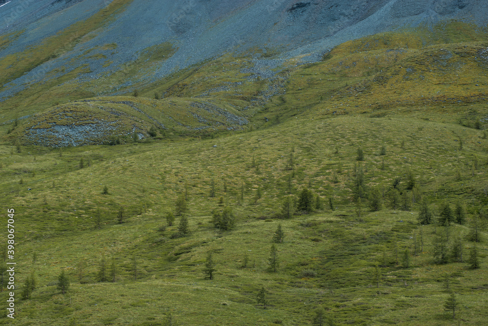 green slopes of the Altai mountains with sparsely growing forest