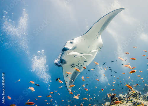 Manta ray in Indian ocean